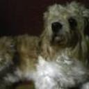 Scrappy