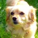 Shira