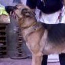 Cujo