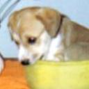 Canelita