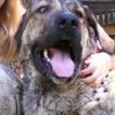 Bruno