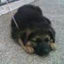Rex