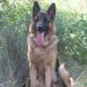 Rex
