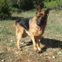 Rex