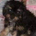 Tobbi