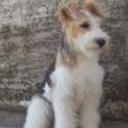 Rodri
