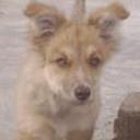 Estrella