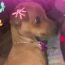 Chiqui