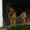 Loqui