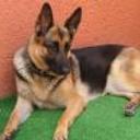 Jossy
