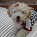 Enanoo