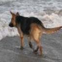 Lobita