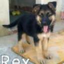 Rex