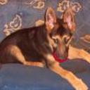 Tonchi javier
