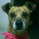 Tomy
