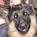N-lobito