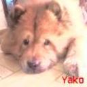 Yako