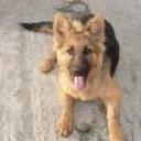 Jerry lee