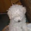 Chicho