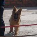 Jerry lee