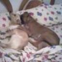 Golfo y reina