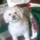 Teddy
