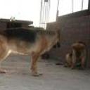 Jerry y anuris