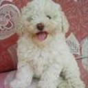 Romeo