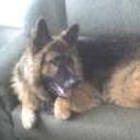Rex