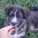 Rex