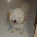 Tobby