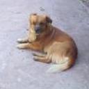 Tobias