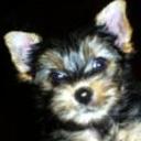 Martin