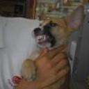 Tobby