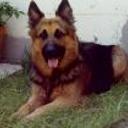 Scooby