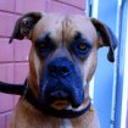 Rocko