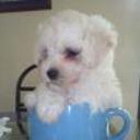 Cuco