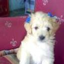 Chiki