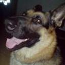 Bruno