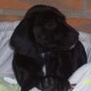 Sanson
