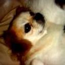 Shary
