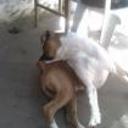 Román fernandez de san