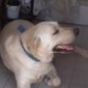 Bocha fernandez de san