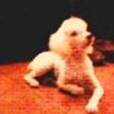 Rulito