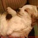 Snoopy