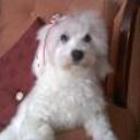 Princesa alfonzo alarcon