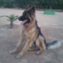 Kimo
