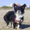 Treisy