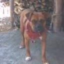 Drako