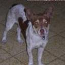 Toti